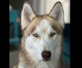 Pet Therapy Dog Attax Headshot Attax